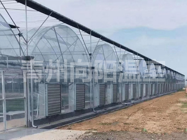 薄膜連棟溫室