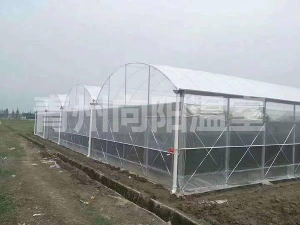 薄膜連棟溫室