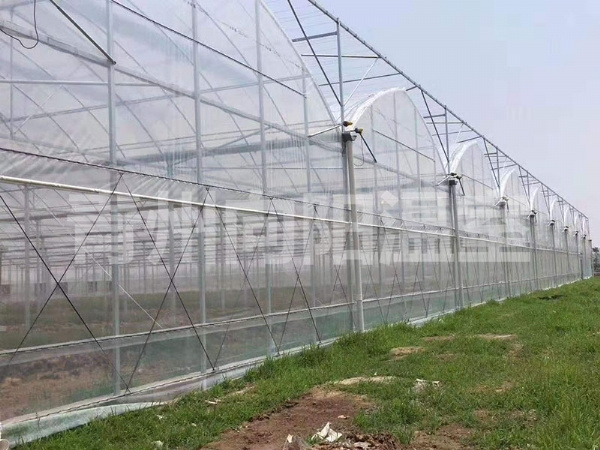 薄膜連棟溫室