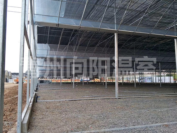 陜西晉中薄膜連棟溫室