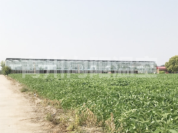 山東濱州玻璃溫室